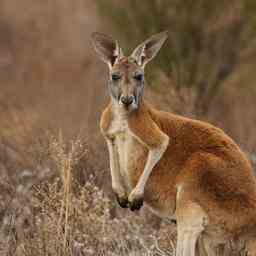 Australier von Kaenguru getoetet erster toedlicher Angriff seit 1936