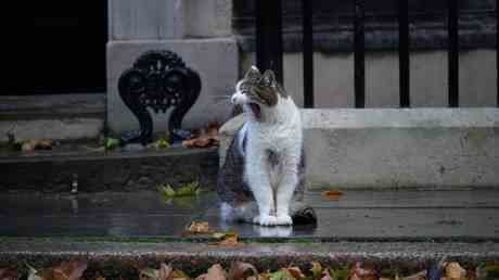 10 Downing Street Cat gibt PM Angebot ab — World