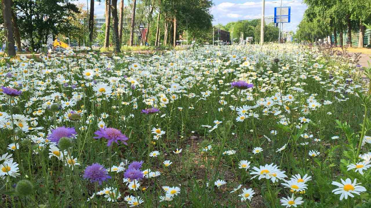 Ökologisch bewirtschafteter Mittelstreifen an der Radboud University.  Durch das Entfernen von Schnittgut sinkt der Stickstoff und Grünlandblumen wie Wiesenkrone und Gänseblümchen bekommen eine neue Chance.