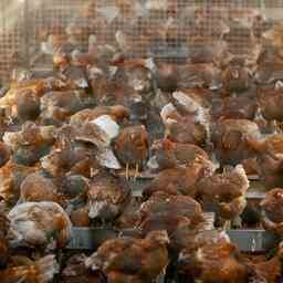 Vogelgrippewelle fuehrt noch nicht zu leeren Regalen im Supermarkt