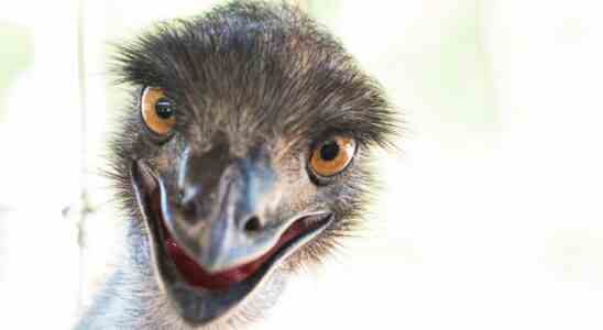 Ich habe genug gesehen Holen Sie sich keinen Emu
