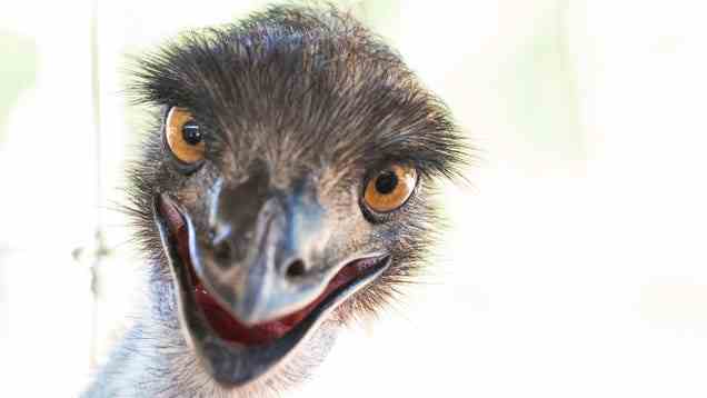 Ich habe genug gesehen Holen Sie sich keinen Emu