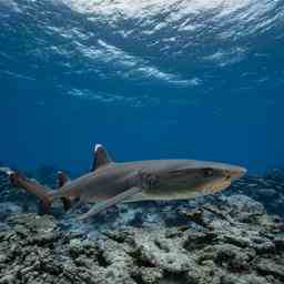 Mehr als fuenfzig Haiarten sind geschuetzt um den Flossenhandel zu