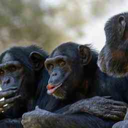 Schimpansen zeigen wie Menschen Gegenstaende um Erfahrungen auszutauschen Tiere