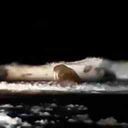 Walross Thor besucht den Strand von Petten und schwimmt zurueck