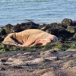 Walross auf der Insel Neeltje Jans gesichtet das erste in