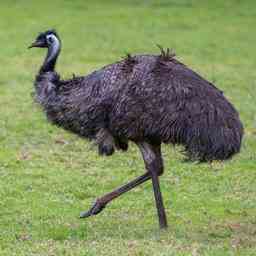 Wandernder Emu seit Tagen gefangen noch immer keine Spur von