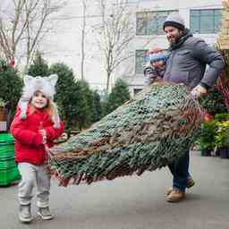 Was ist nachhaltiger ein kuenstlicher Weihnachtsbaum oder ein echter