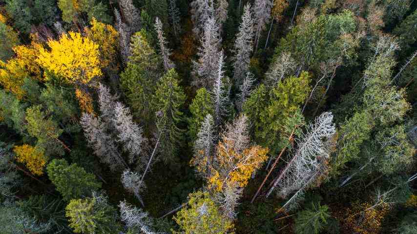 1670836089 965 Duerre Feuer und Kaeferplage Europaeischer Wald leidet unter Klimawandel