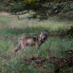 Junger Wolf im belgischen Hechtel nahe der hollaendischen Grenze getoetet