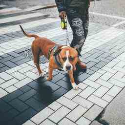 Kranke Hunde in der Region Polizei warnt Hundebesitzer Zoetermeer