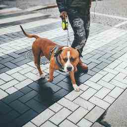 Mehr Polizeihunde auf der Strasse aufgrund eines Werbegeschenks von Rotterdamer