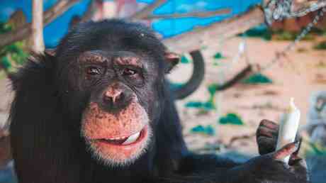 Schwedischer Zoo massakriert drei Schimpansen — World