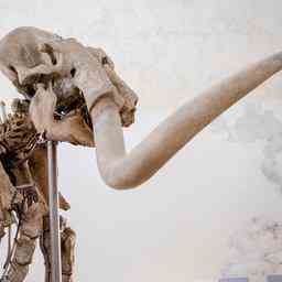 Tausende Jahre alter Mammuthaufen in niederlaendischem Labor zum Leben erweckt