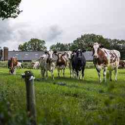 Flevoland wollte mit Schiphol ueber den Aufkauf von Bauern sprechen
