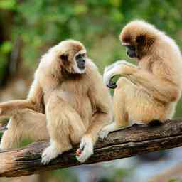 Gibbons verwenden mehr Rhythmus beim gemeinsamen Singen mit Artgenossen