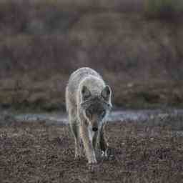 Schweden begann mit der Jagd auf den Wolf „Groesste Population