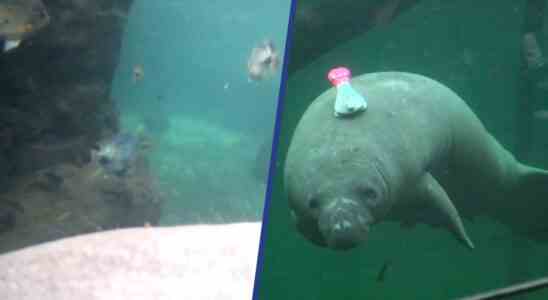 Seekuehe im Burgers Zoo werden fuer die Seegrasforschung vloggen