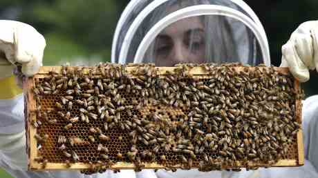 USA genehmigen experimentellen Bienenimpfstoff — World
