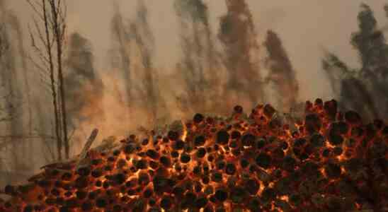 Feuerwehrleute bekaempfen Dutzende von Waldbraenden in Chile die Zahl der