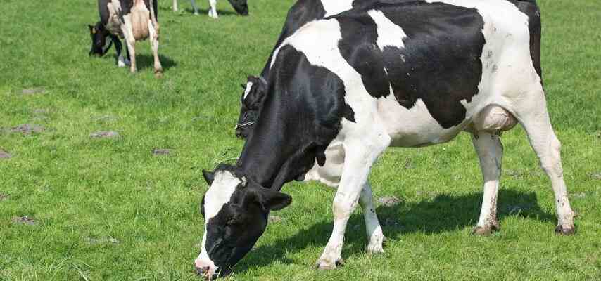 Milchbauern drohen damit Gespraeche ueber Agrarabkommen zu verlassen Innere