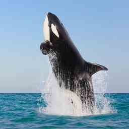 Orcas haben weniger Nachwuchs weil die Maennchen lange von ihrer