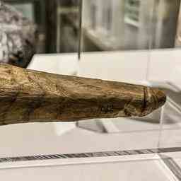 Roemisches Werkzeug entpuppt sich als 2000 Jahre alter Dildo