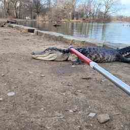 Streunender Alligator aus Teich in New York Tiere
