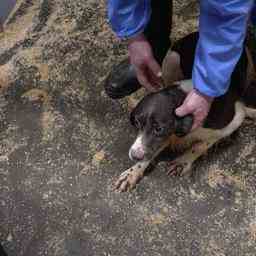 Hundezuechter in Eersel wird bestraft nachdem er zweihundert Welpen gefunden