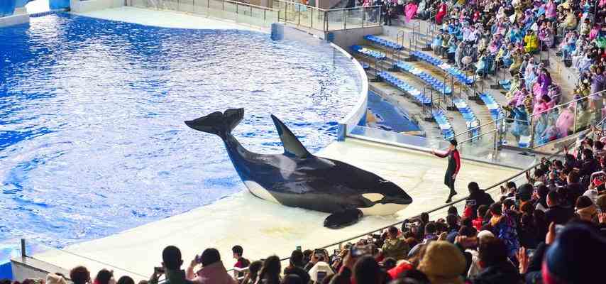 Inzucht stellt die groesste Bedrohung fuer Orcas in Nordamerika dar