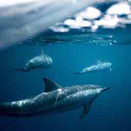 Jetzt da Hunderte von toten Delfinen an Land gespuelt werden