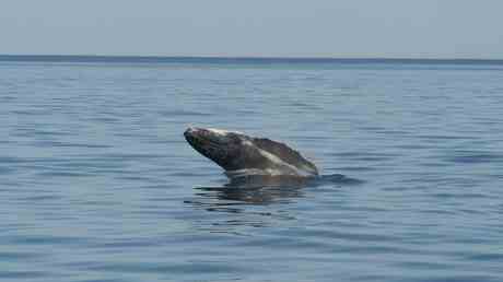 Matrosen gerettet nachdem ein Wal ein Schiff versenkt hat —
