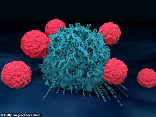 Ci-dessus, des cellules T attaquent une cellule cancéreuse.  Dans le traitement TIL, des cellules immunitaires appelées cellules T sont extraites de la tumeur d'un patient, multipliées en laboratoire, puis réinfusées dans le corps.  Une fois à l'intérieur, ils patrouillent et attaquent le crabe partout où il apparaît.