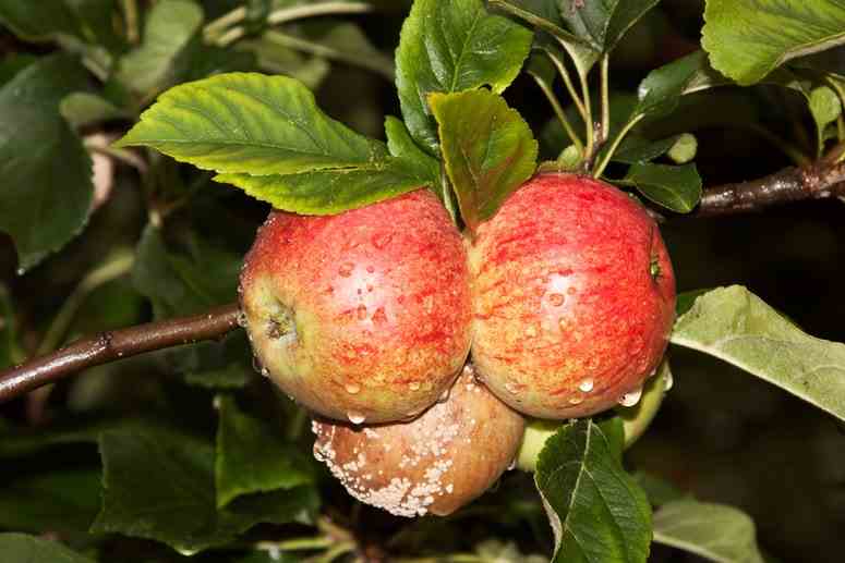 Des pommes pourries sont accrochées à un arbre.