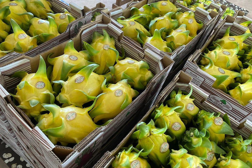 Fruit du dragon jaune emballé dans des caisses prêtes à être expédiées sur le marché.