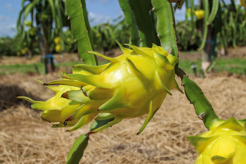 Trois fruits du dragon jaune sur une plante