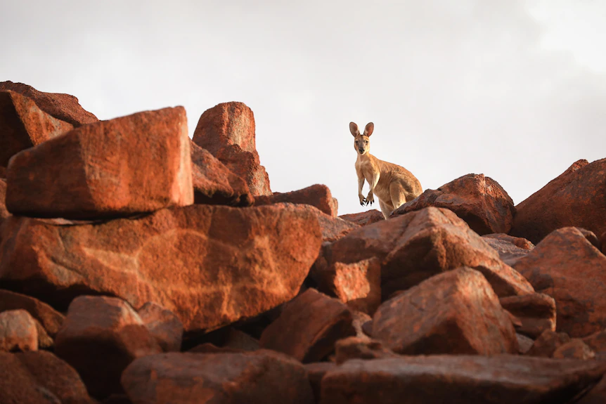 Un kangourou se dresse au milieu d'une collection des plus anciennes peintures rupestres du monde 