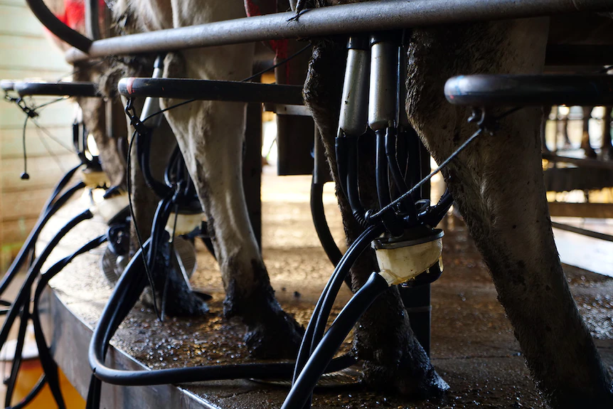 Des gobelets trayeurs en argent sont suspendus au pis d'une vache sur une plate-forme en béton surélevée.