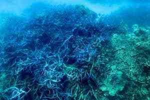 La Grande Barriere de Corail souffre du premier blanchissement massif