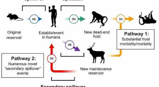 Les humains ont inflige des maladies a des animaux sauvages