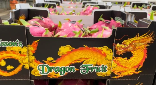 Les producteurs de fruits du dragon sunissent face a la.webp