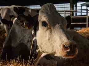 Critique du film Cow montre la vie a la ferme