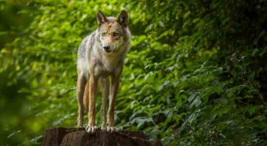 La Hollande du Nord rapporte des traces de loup