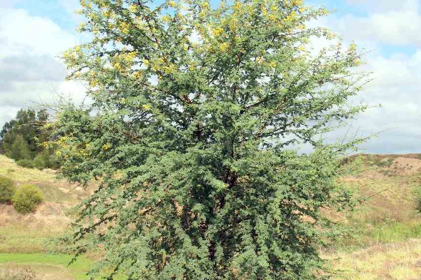 acacia épineux