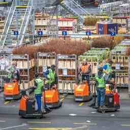 Les fleurs et plantes hollandaises a letranger plus populaires que