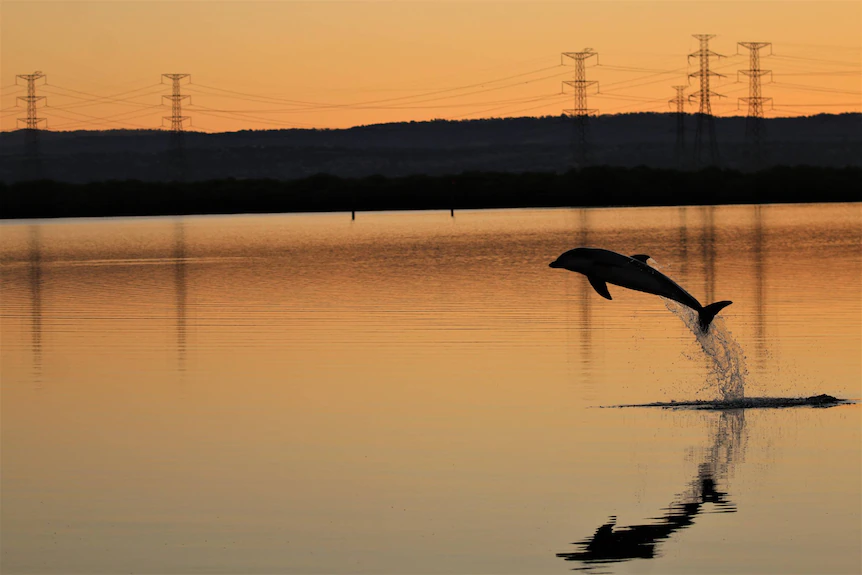 Un dauphin saute d'une rivière avec des poteaux électriques en arrière-plan au coucher du soleil