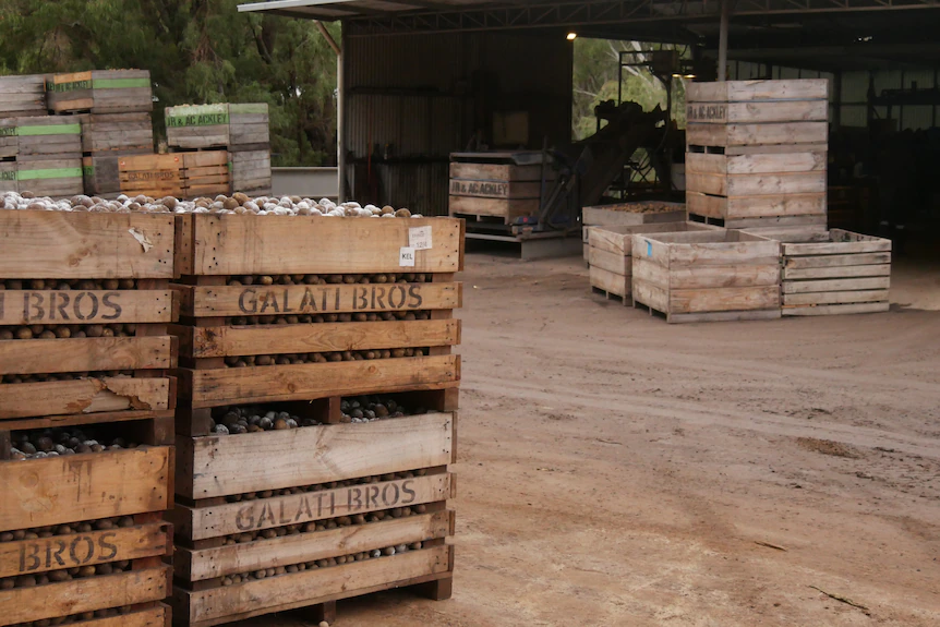 Pommes de terre conditionnées en caisses de 500 kg