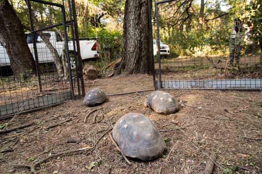 Trois grosses tortues dans un enclos se dirigent vers une porte 