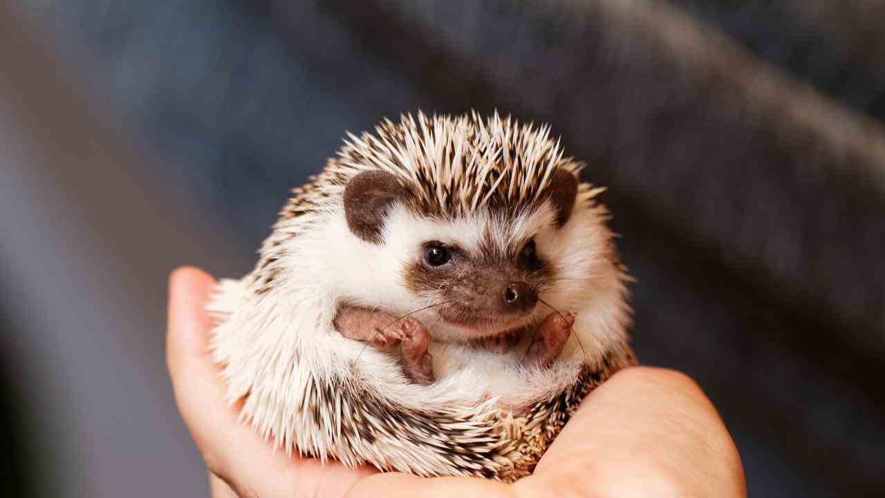 Le cône à ventre blanc figure également sur la liste des animaux pouvant être gardés comme animaux de compagnie.