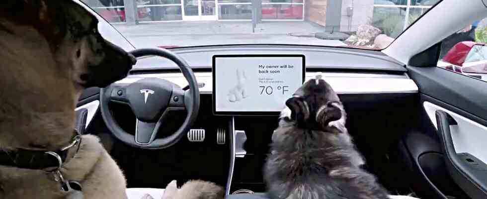 Chien dans la voiture Une caisse est la plus